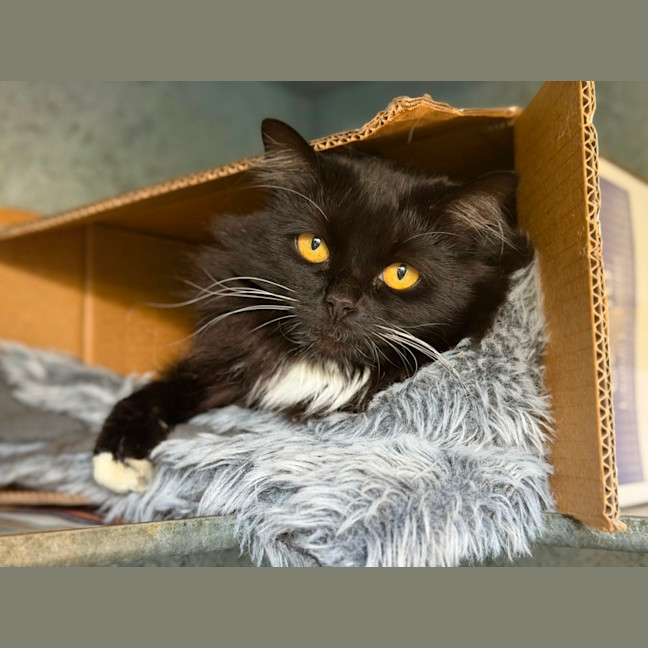 Photo of Kitty 