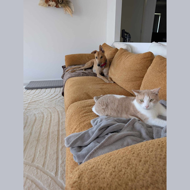 Photo of Ray, The Cat Tolerant Greyhound