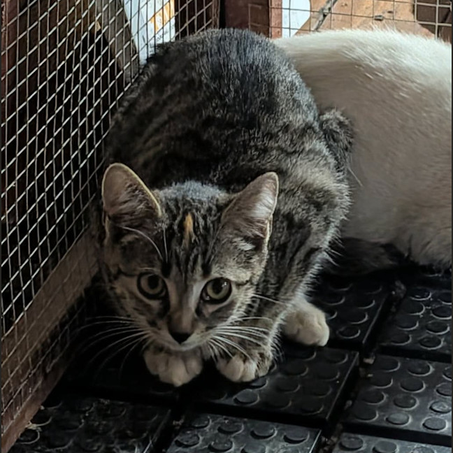 Photo of Cheetara