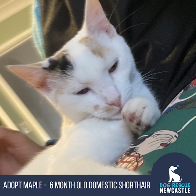 Photo of Maple   6 Month Old Domestic Shorthair