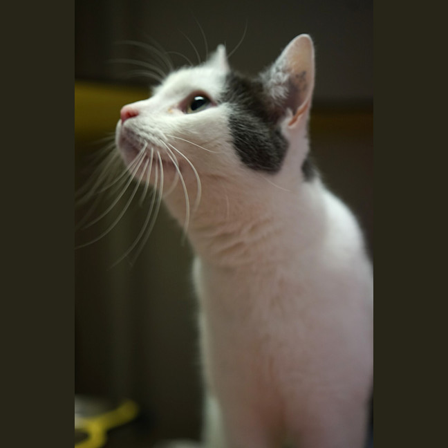 Photo of Wicket