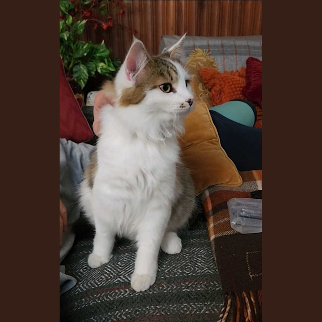 Photo of Snowie Aka Yuki