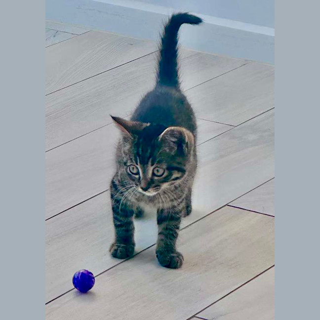 Photo of Peanut