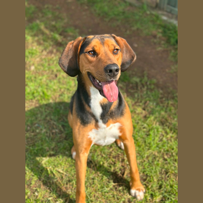 Photo of Boxer