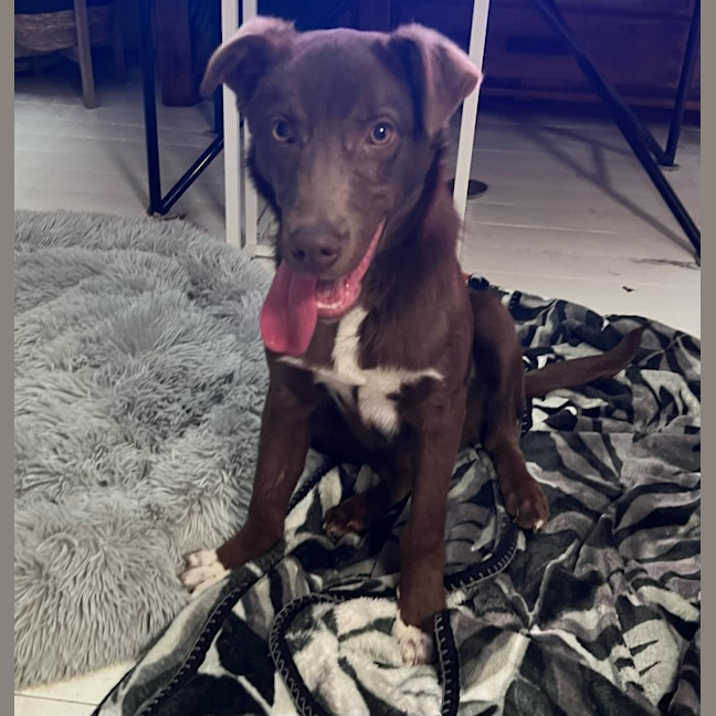 Photo of Skipper