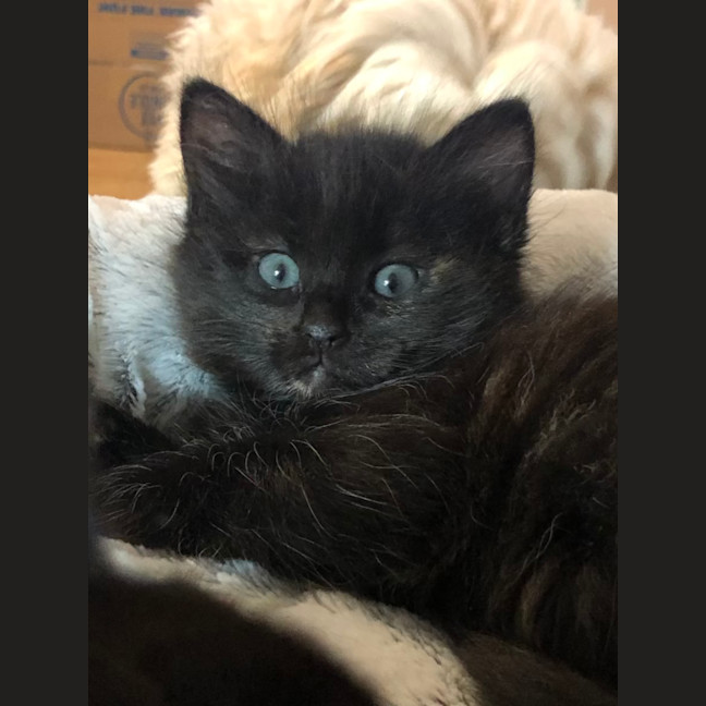Photo of Floof   2 Month Old Domestic Medium Hair (Trial)