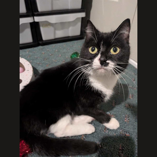 Photo of Oreo