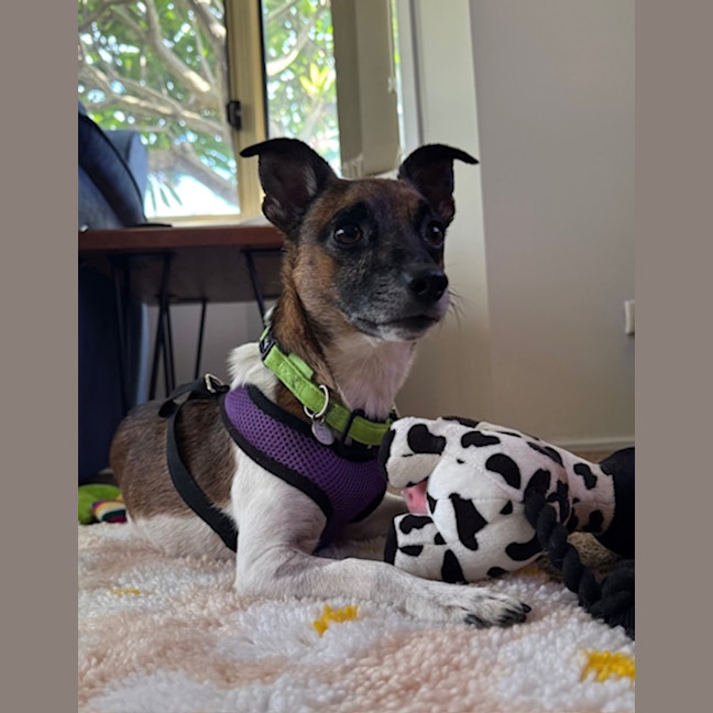 Photo of (Dot &) Dash