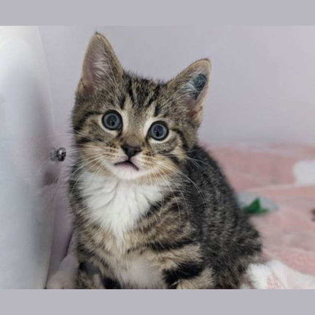 Photo of Marble
