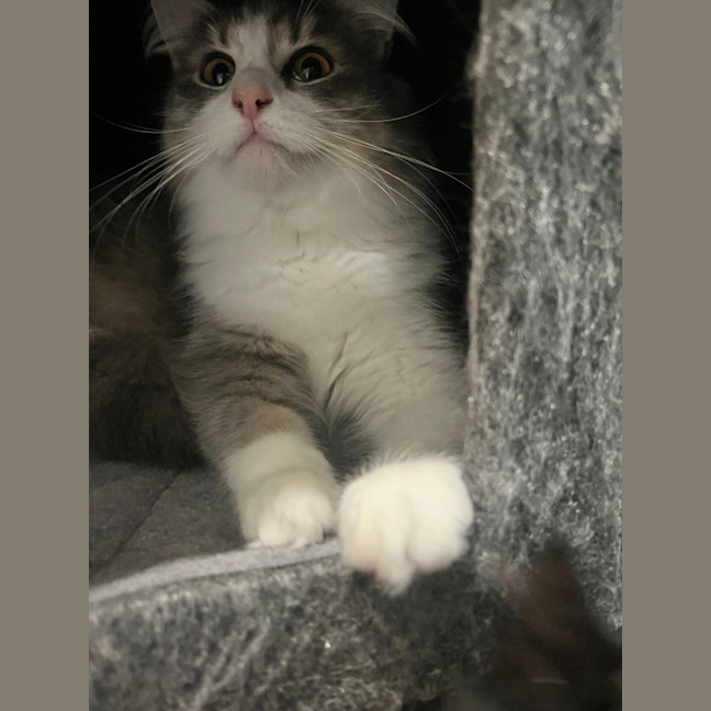 Photo of Pebbles