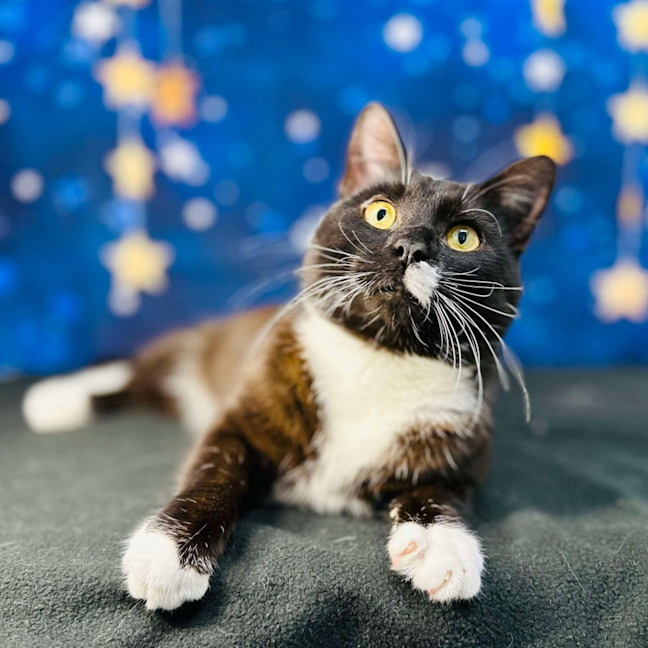 Photo of Domino   Located In Watsonia