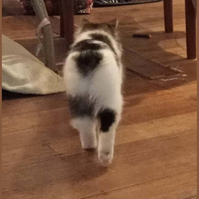 Photo of Stormy Von Bunny Bum 