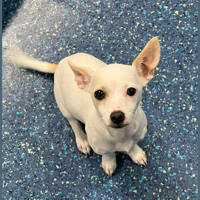 Photo of Tinkerbell