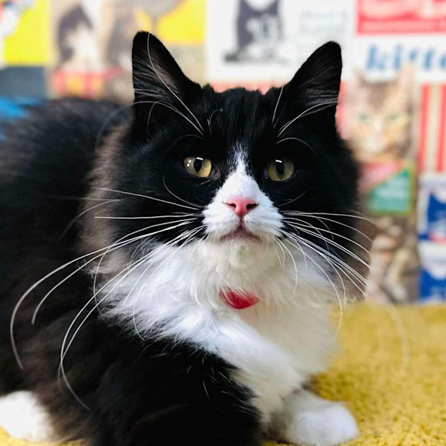 Photo of Odette   Located In Preston 