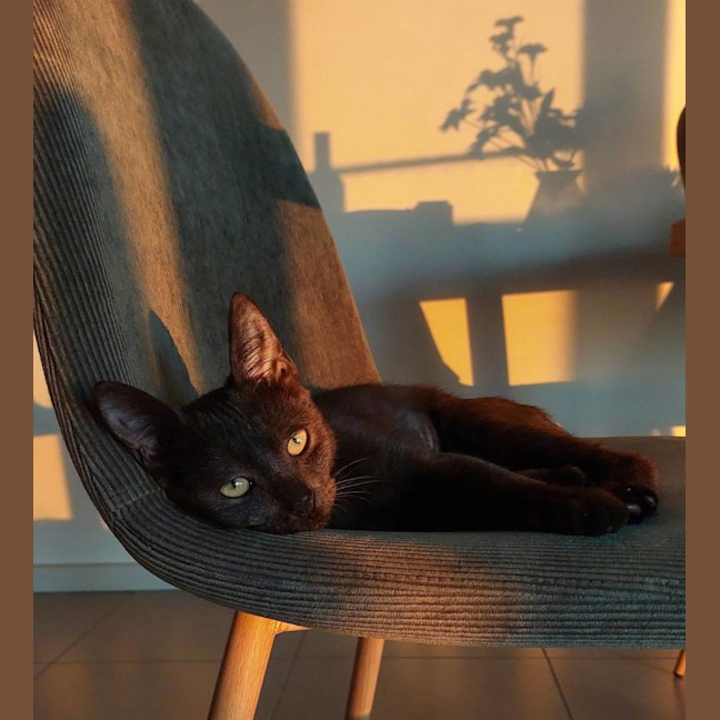 Photo of Wispa
