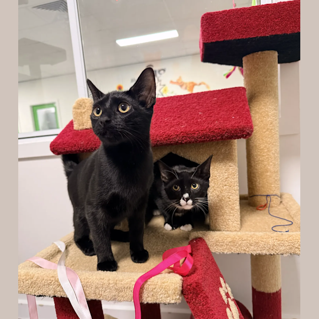 Photo of Oscar (& Ollie)