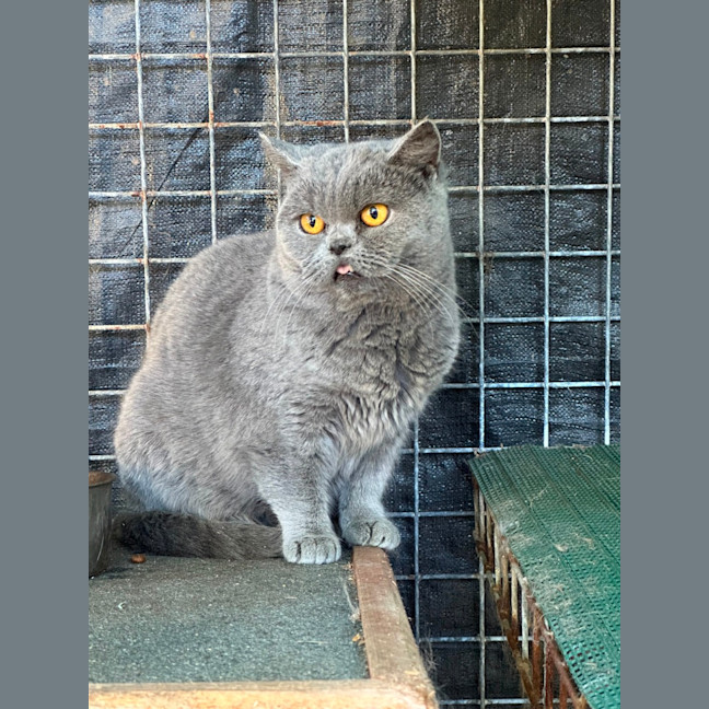 Photo of Fafa And Britt