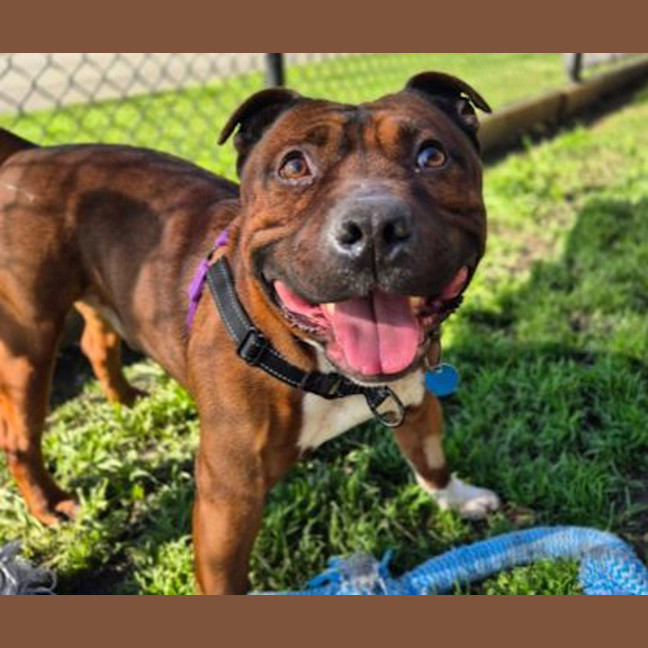 Photo of Tyson