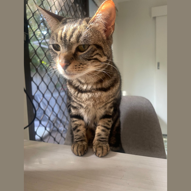 Photo of Little Miss & Yoyo