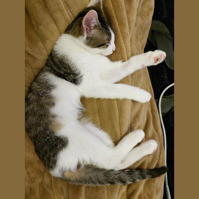 Photo of Toe Beans