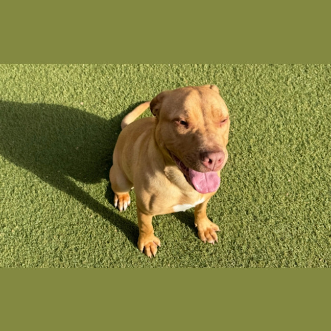 Photo of Marley