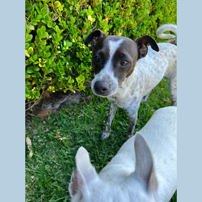 Photo of Latte And Oreo