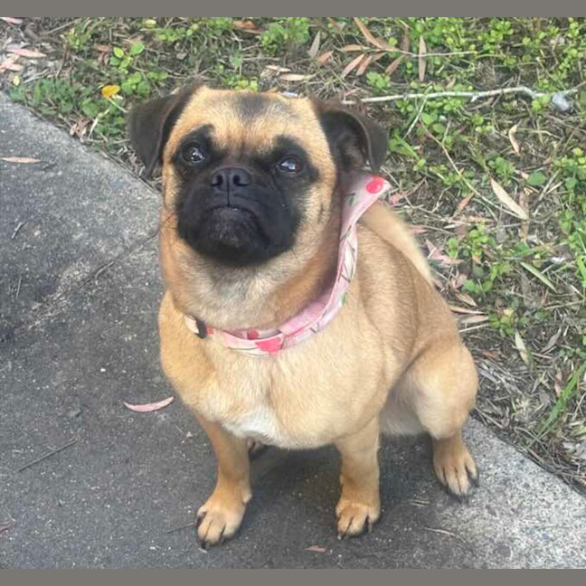 Photo of Piglet