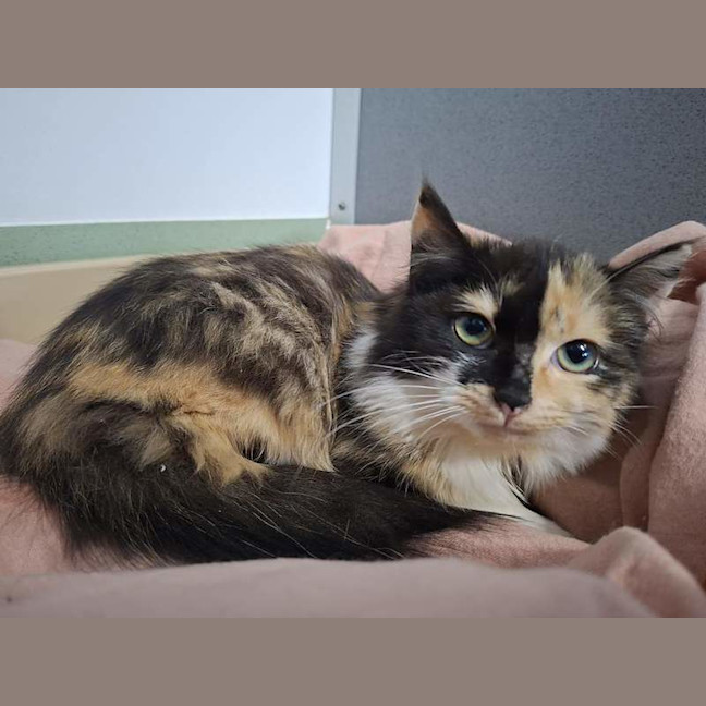 Photo of Aurora