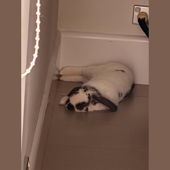 Photo of Asher