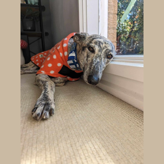 Photo of Luna, The 2 Year Old Greyhound