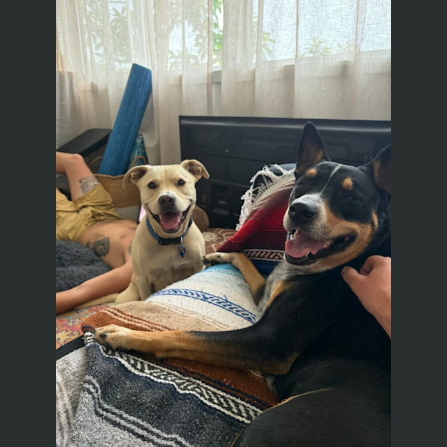 Photo of Chilli   22 Month Old Staffy X