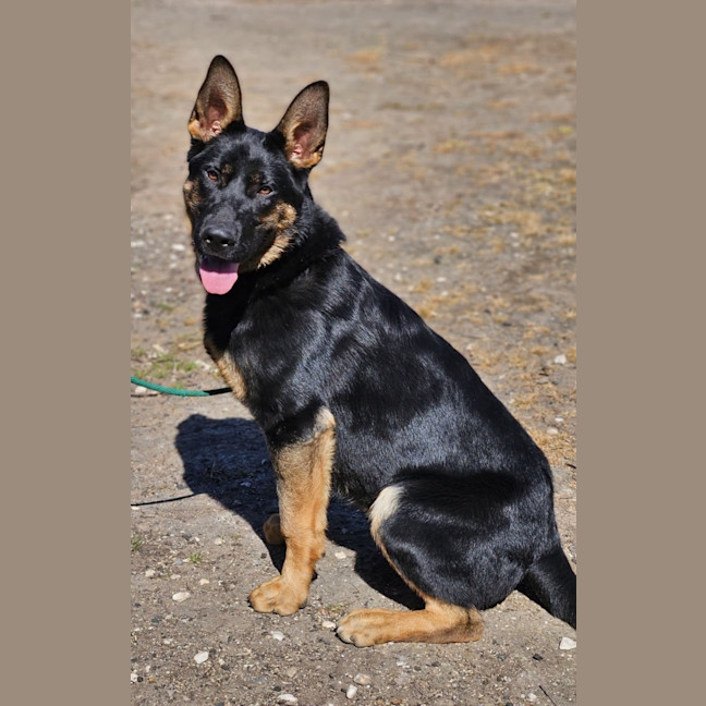 Photo of Arlo