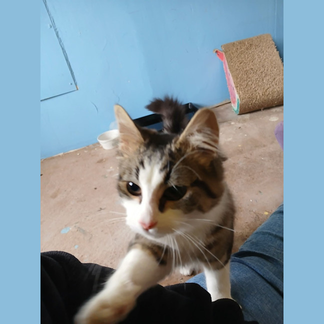 Photo of Frankie 