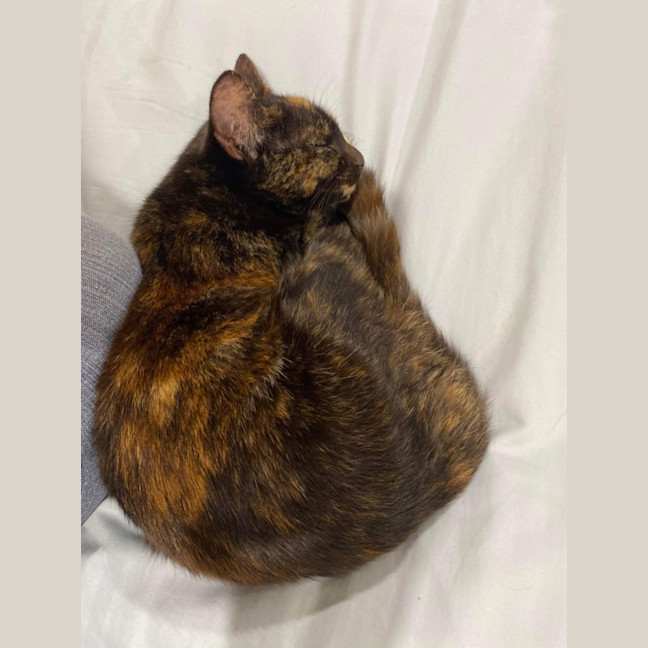 Photo of Minky