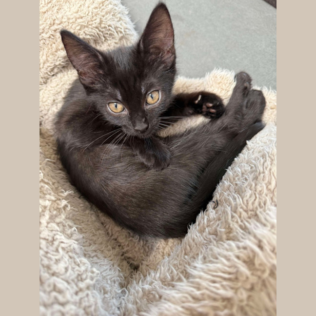 Photo of Adam And Alba   Beautifully Bonded ❤️