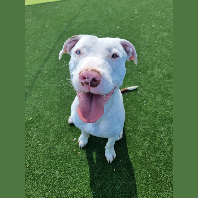 Photo of Moo Moo Imp 1599