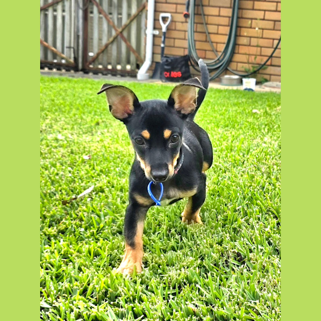 Photo of Gus   14 Week Old Chihuahua X Dachshund