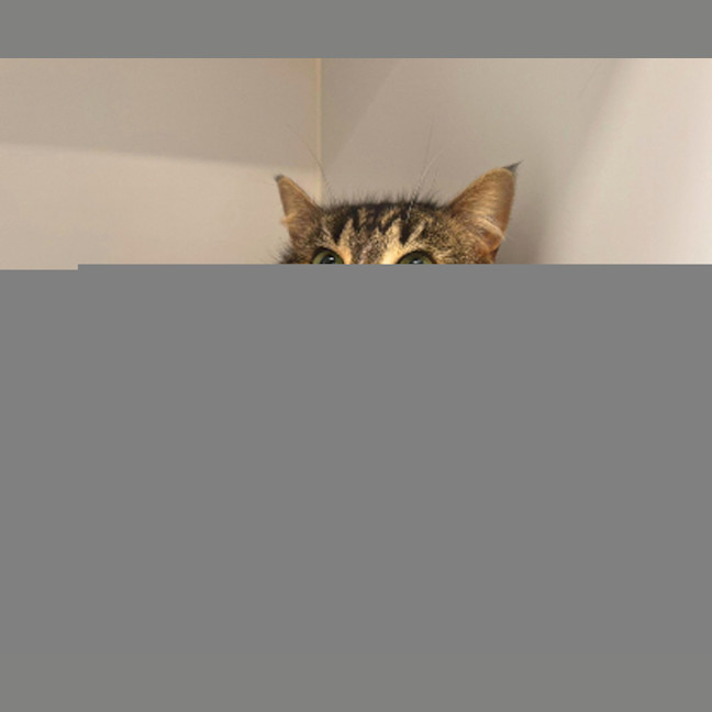 Photo of Beans