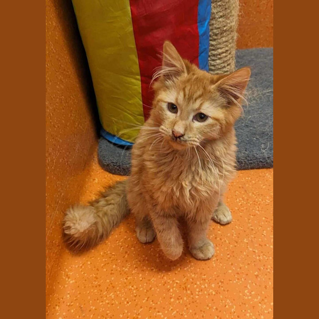 Photo of Cheezel