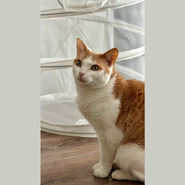 Photo of Gatal