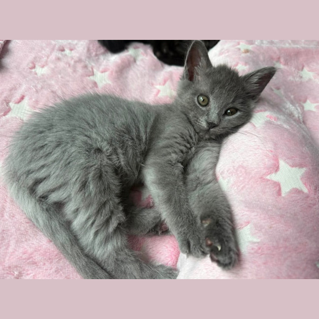 Photo of Crinkle **2nd Chance Cat Rescue**