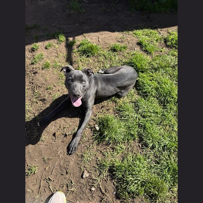 Photo of Buddy