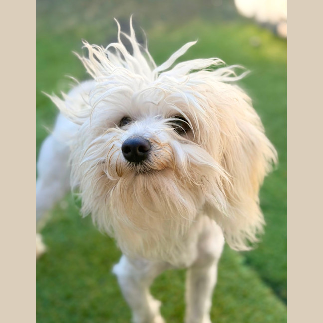 Photo of Quill