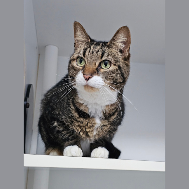 Photo of Miss Marple