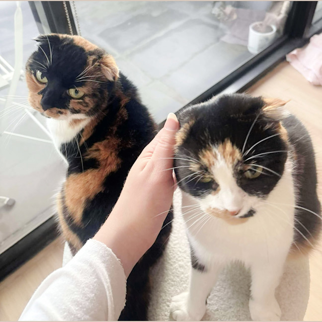 Photo of 🥂Mimosa & Bellini🥂