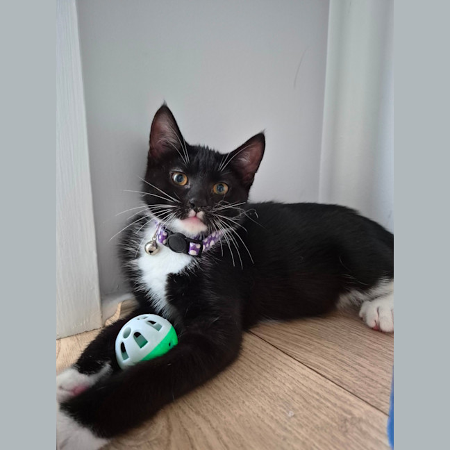 Photo of Oreo & Ivy  3 Month Old Domestic Short Hair 