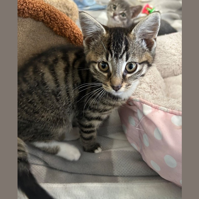 Photo of Charlie   Reduced Adoption Fee