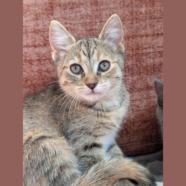 Photo of Rookie