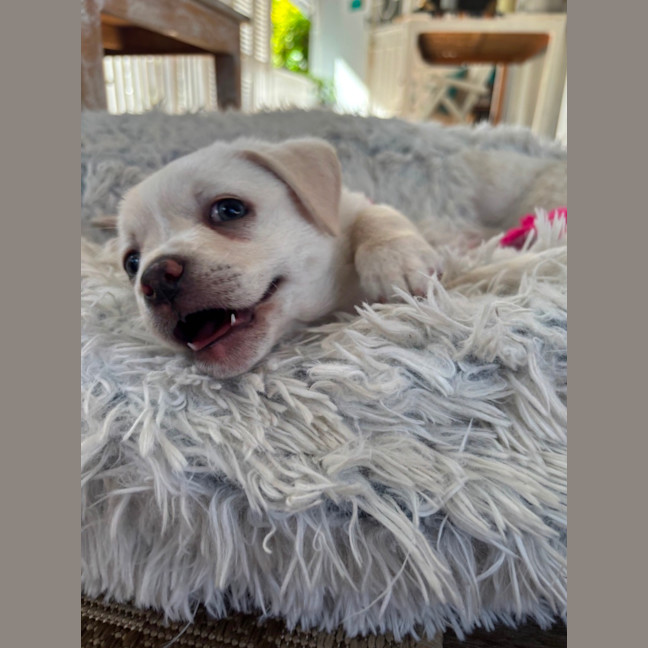 Photo of Disco 