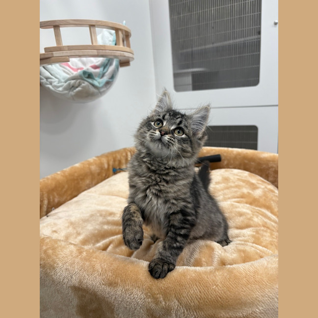 Photo of Clementine